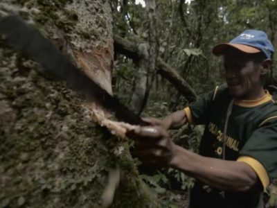 Person felling a tree with a machete